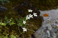 Sabulina kryloviana