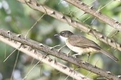 Chlorocichla simplex