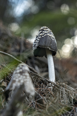 Coprinopsis picacea