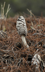 Coprinopsis picacea