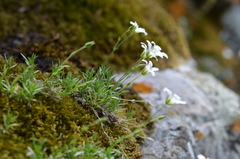 Sabulina kryloviana
