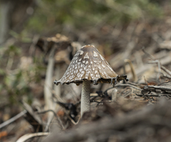 Coprinopsis picacea