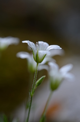 Sabulina kryloviana