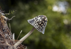 Coprinopsis picacea