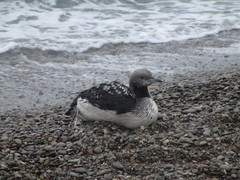 Gavia arctica