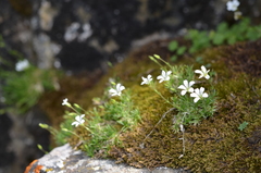 Sabulina kryloviana