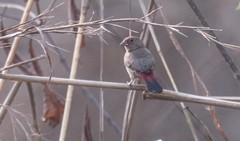 Lagonosticta senegala