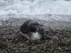 Gavia arctica