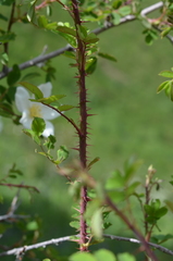 Rosa albertii