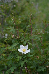 Rosa albertii