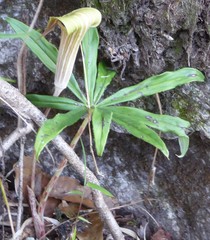 Arisaema erubescens