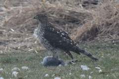 Accipiter cooperii