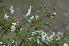 Rosa albertii