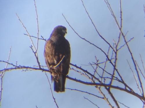 Red-tailed Hawk photographed in Kansas