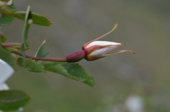Rosa albertii