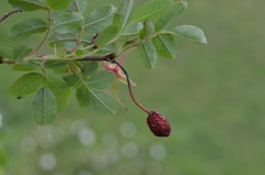 Rosa albertii