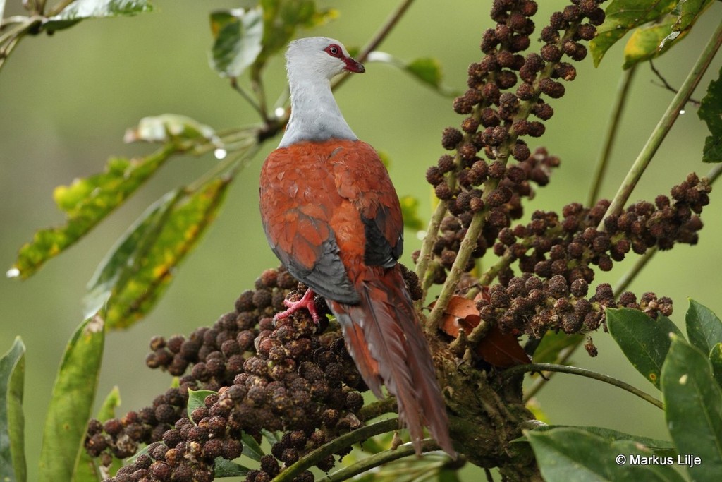 Great Cuckoo-Dove photo