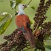 Great Cuckoo-Dove - Photo (c) Markus  Lilje, some rights reserved (CC BY-NC-ND), uploaded by Markus  Lilje