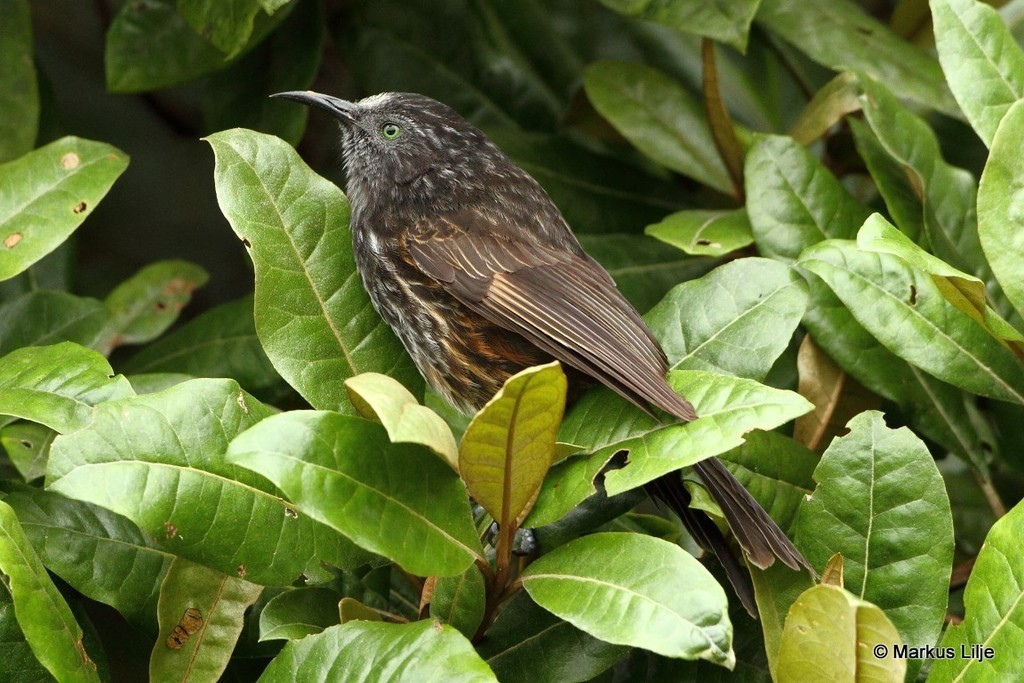 Grey-streaked Honeyeater