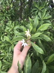 Scaevola gaudichaudiana