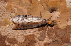 Archichauliodes guttiferus