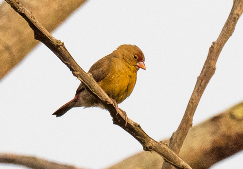 Red-billed Firefinch