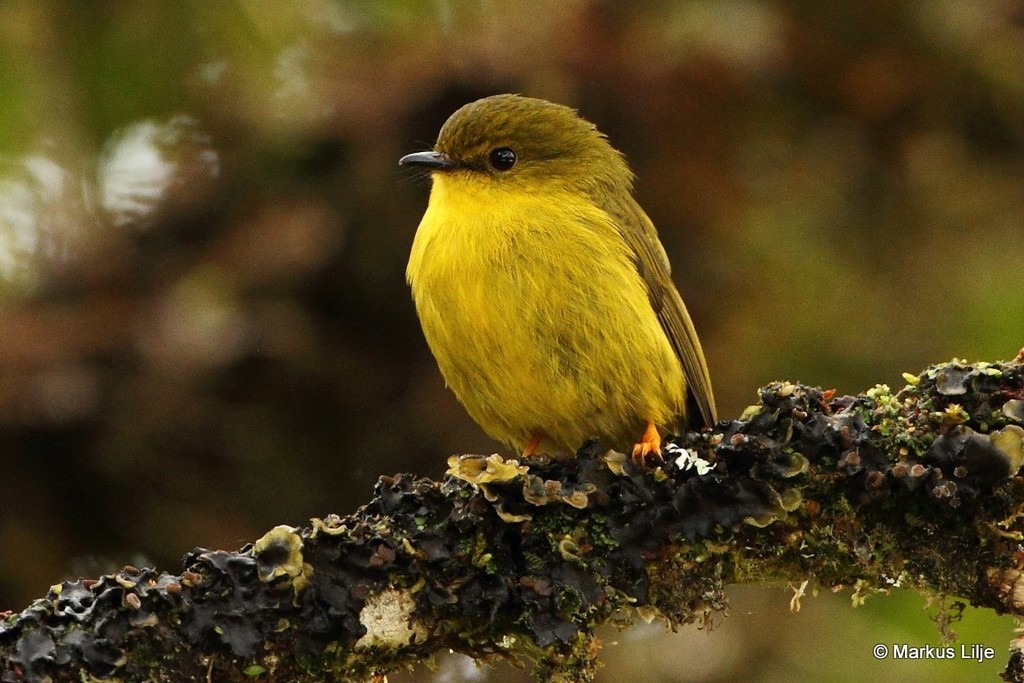 Canary Flyrobin (Devioeca papuana) photo