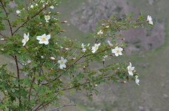 Rosa albertii