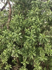 Scaevola gaudichaudiana