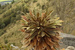 Espeletia guacharaca