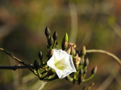 Ipomoea intrapilosa