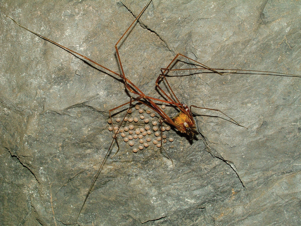 daddy longlegs