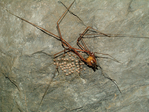 daddy longlegs