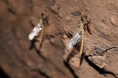 Spinaeschna tripunctata