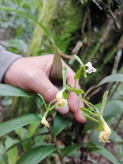 Image of Epidendrum veroscriptum