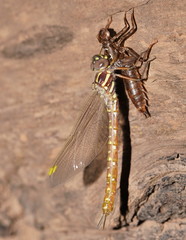 Spinaeschna tripunctata
