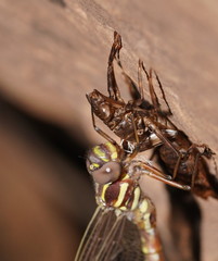 Spinaeschna tripunctata