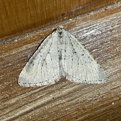 Colostygia multistrigaria