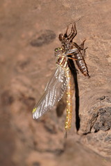 Spinaeschna tripunctata