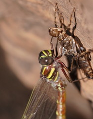 Notoaeschna sagittata