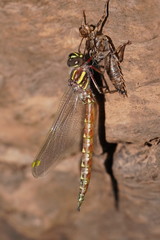 Notoaeschna sagittata