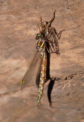 Notoaeschna sagittata