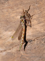 Notoaeschna sagittata
