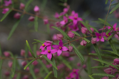 Boronia chartacea