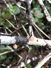 Clitopilus hobsonii