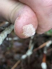 Clitopilus hobsonii