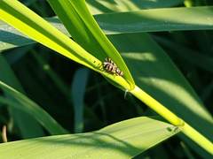 Ceroxys urticae