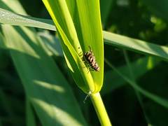 Ceroxys urticae