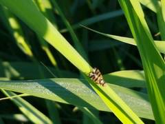 Ceroxys urticae