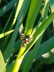 Ceroxys urticae